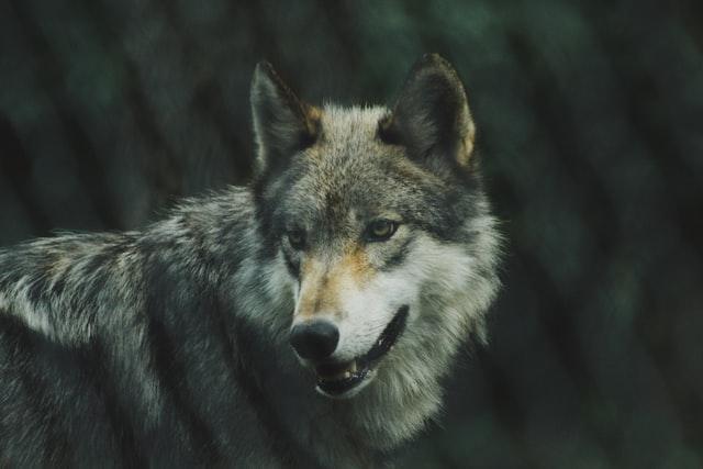 Pensando en mis lobos - Imagen destacada