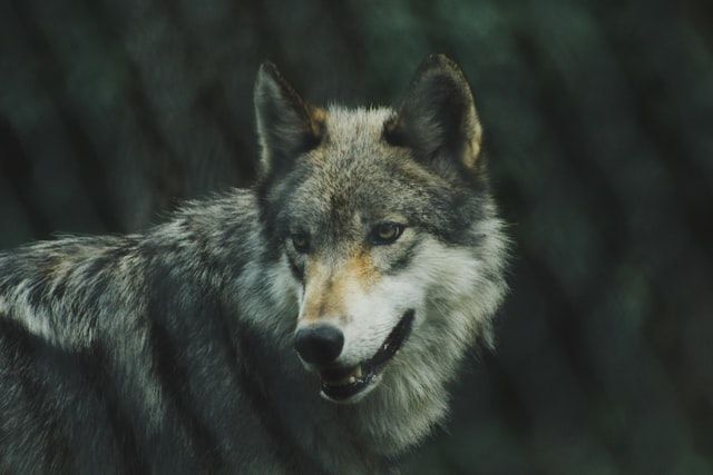 Pensando en mis lobos